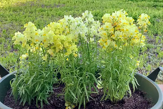 「中庭」の写真(春)