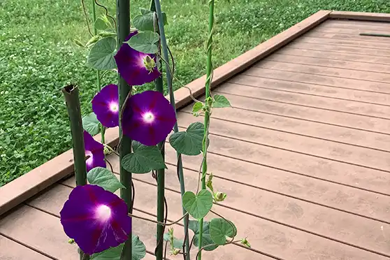 「中庭」の写真(夏)